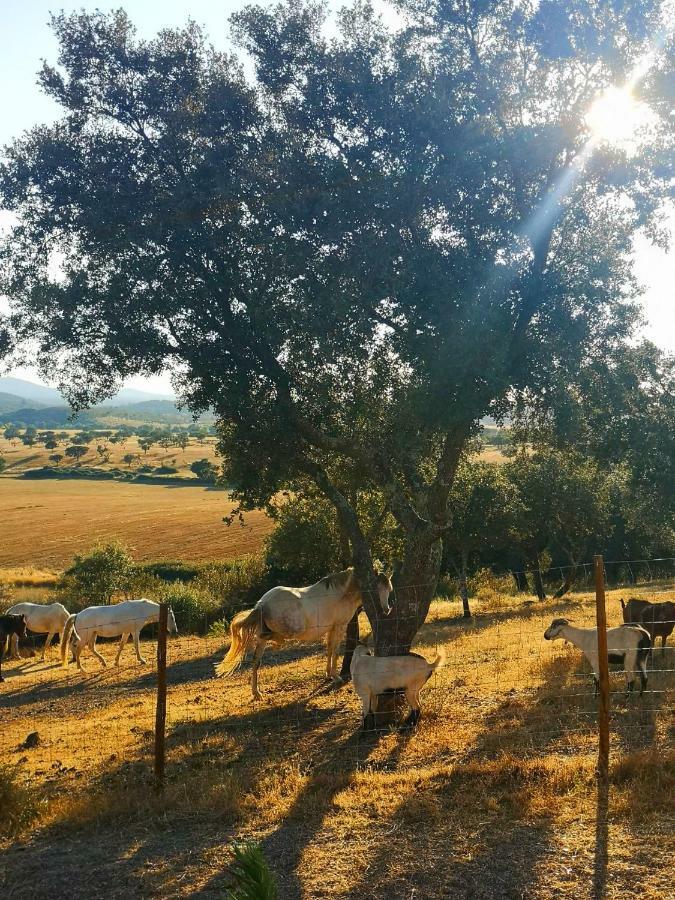Sharish - Monte Das Estevas Estremoz Exterior photo